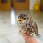 Tiere / 00000000_DSC00161.jpg