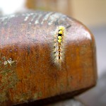 Tiere / 00000000_DSC00194.jpg