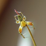 Tiere / 00000000_DSC02859.jpg