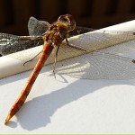 Tiere / 00000000_DSC07262.jpg