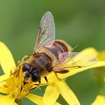 Tiere / 00000001_IMG_0789.jpg