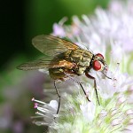 Tiere / 00000001_IMG_1744.jpg