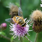 Tiere / 00000001_IMG_1780.jpg