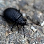 Tiere / 00000001_IMG_1891.jpg