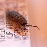 Tiere / 00000001_IMG_5001.jpg