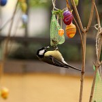 Tiere / 00000001_IMG_6079.jpg