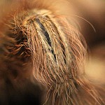 Tiere / 00000001_IMG_6253.jpg