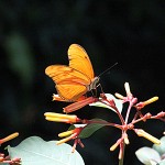 Tiere / 00000001_IMG_7550.jpg