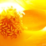 Pflanzen / 20060324_DSC06184.jpg