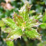 Pflanzen / 20060514_DSC06422.jpg