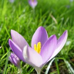 Pflanzen / 20070217_DSC07577.jpg