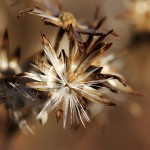 Pflanzen / 20111114_IMG_1604.jpg
