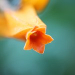 Pflanzen / 20111114_IMG_1678.jpg