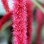 Pflanzen / 20111114_IMG_1679.jpg