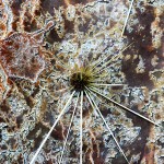 Pflanzen / 20111114_IMG_1680.jpg