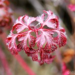 Pflanzen / 20111121_IMG_1922.jpg
