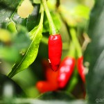 Pflanzen / 20111218_IMG_2701.jpg