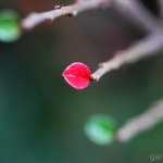 Pflanzen / 20111218_IMG_2745.jpg