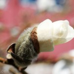 Pflanzen / 20120325_IMG_5554.jpg