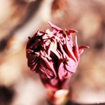 Pflanzen / 20120325_IMG_5574.jpg