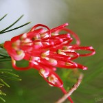 Pflanzen / 20120325_IMG_5606.jpg
