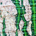 Pflanzen / 20120325_IMG_5635.jpg