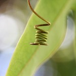 Pflanzen / 20120325_IMG_5636.jpg