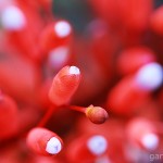 Pflanzen / 20120325_IMG_5659.jpg