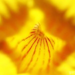 Pflanzen / 20120325_IMG_5671.jpg