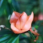 Pflanzen / 20120325_IMG_5725.jpg