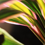 Pflanzen / 20120407_IMG_6236.jpg