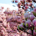 Pflanzen / 20120408_IMG_6491.jpg