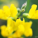 Pflanzen / 20120528_IMG_7922.jpg