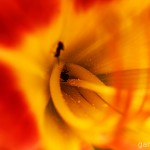 Pflanzen / 20120624_IMG_8314.jpg