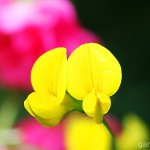 Pflanzen / 20120624_IMG_8373.jpg