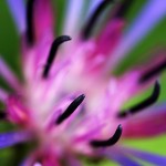 Pflanzen / 20120624_IMG_8453.jpg
