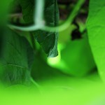 Pflanzen / 20120624_IMG_8472.jpg