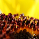 Pflanzen / 20120708_IMG_9107.jpg