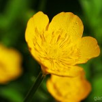 Pflanzen / 20120713_IMG_7321.jpg