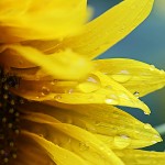 Pflanzen / 20120728_IMG_0384.jpg