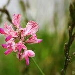 Pflanzen / 20120809_IMG_0777.jpg