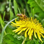 Tiere / 20130504_IMG_2805.jpg