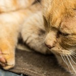 Tiere / 20130504_IMG_2831.jpg