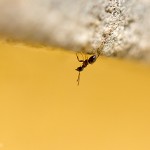 Tiere / 20130504_IMG_2845.jpg
