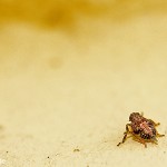 Tiere / 20130504_IMG_2882.jpg