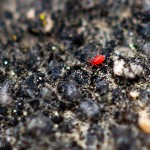 Tiere / 20130504_IMG_2906.jpg