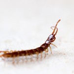 Tiere / 20130504_IMG_2971.jpg