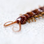 Tiere / 20130504_IMG_3005.jpg