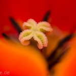Pflanzen / 20130511_IMG_3197.jpg