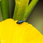 Tiere / 20130511_IMG_3221.jpg